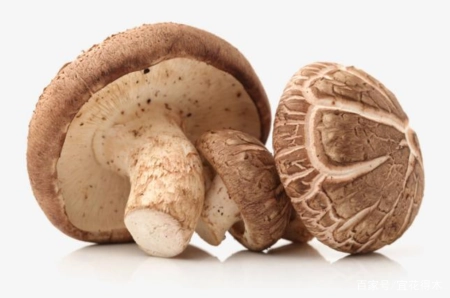 蘑菇小常识（中）10种味道鲜美的蘑菇，哪一种是菌中之王？插图22